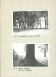 Ewidencja parkowa, skan nr 15