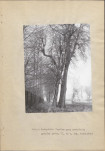 Ewidencja parkowa, skan nr 10