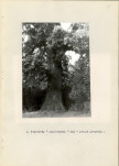Ewidencja parkowa, skan nr 22