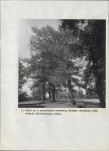 EP - Ewidencja parkowa, skan nr 68
