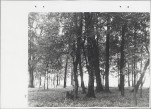Ewidencja parkowa, skan nr 66