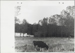 Ewidencja parkowa, skan nr 70