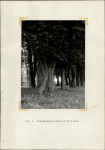 Ewidencja parkowa, skan nr 36