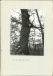 Ewidencja parkowa, skan nr 40