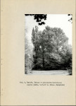 Ewidencja parkowa, skan nr 15