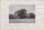 Ewidencja parkowa, skan nr 59