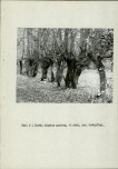 Ewidencja parkowa, skan nr 13