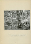 EP - Ewidencja parkowa, skan nr 13