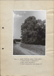 Ewidencja parkowa, skan nr 31