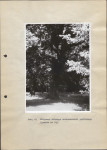 Ewidencja parkowa, skan nr 36