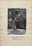 Ewidencja parkowa, skan nr 38