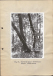 Ewidencja parkowa, skan nr 50
