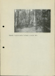 Ewidencja parkowa, skan nr 34