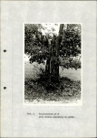 Ewidencja parkowa, skan nr 27