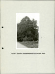 Ewidencja parkowa, skan nr 34