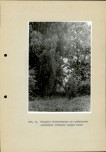 Ewidencja parkowa, skan nr 29