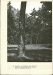 Ewidencja parkowa, skan nr 32