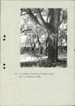 Ewidencja parkowa, skan nr 13