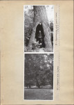 EP - Ewidencja parkowa, skan nr 48