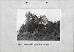 Ewidencja parkowa, skan nr 31