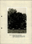 Ewidencja parkowa, skan nr 33