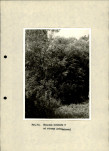 Ewidencja parkowa, skan nr 29