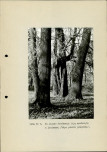 Ewidencja parkowa, skan nr 29