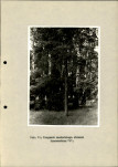 Ewidencja parkowa, skan nr 31