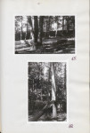 Ewidencja parkowa, skan nr 37