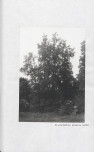 EP - Ewidencja parkowa, skan nr 38