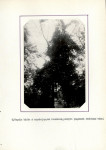 Ewidencja parkowa, skan nr 19