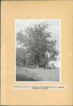 EP - Ewidencja parkowa, skan nr 20