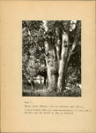 Ewidencja parkowa, skan nr 26