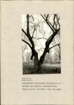 Ewidencja parkowa, skan nr 34