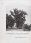 EP - Ewidencja parkowa, skan nr 48