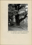 Ewidencja parkowa, skan nr 41