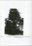 Ewidencja parkowa, skan nr 15