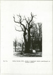 Ewidencja parkowa, skan nr 19