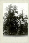 Ewidencja parkowa, skan nr 19