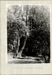 Ewidencja parkowa, skan nr 21