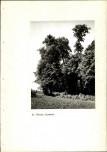 EP - Ewidencja parkowa, skan nr 50