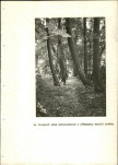 EP - Ewidencja parkowa, skan nr 51