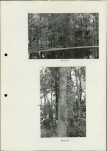 Ewidencja parkowa, skan nr 32