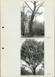 Ewidencja parkowa, skan nr 33