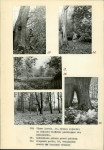 Ewidencja parkowa, skan nr 21