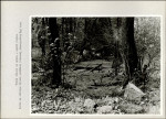 Ewidencja parkowa, skan nr 52