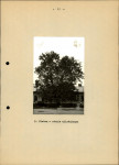 Ewidencja parkowa, skan nr 21