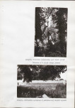 Ewidencja parkowa, skan nr 63