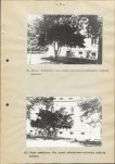 EP - Ewidencja parkowa, skan nr 61