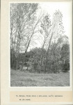 Ewidencja parkowa, skan nr 36